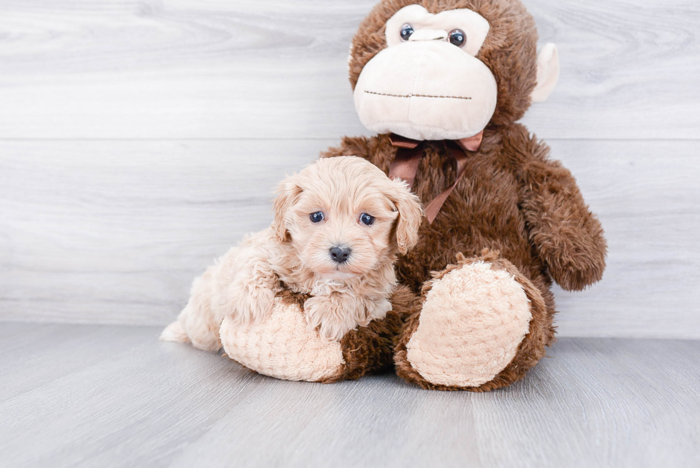 Maltipoo Puppy for Adoption