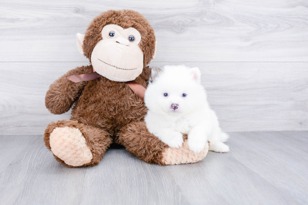 Playful Pomeranian Baby