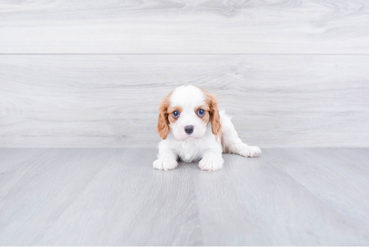 Little Cavalier King Charles Spaniel Baby