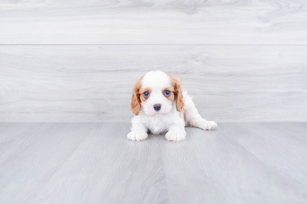 Little Cavalier King Charles Spaniel Baby