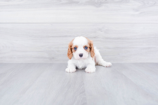 Little Cavalier King Charles Spaniel Baby