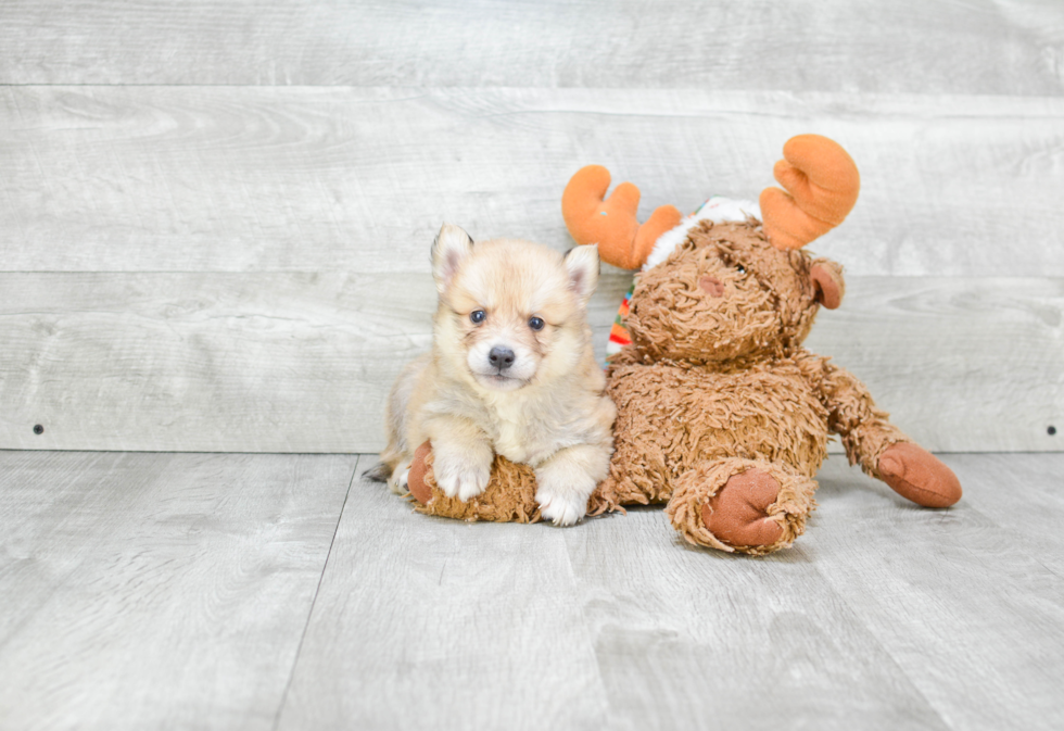 Best Pomsky Baby