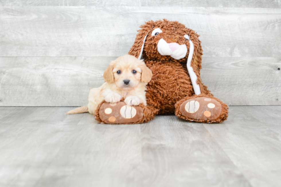 Popular Cavachon Designer Pup