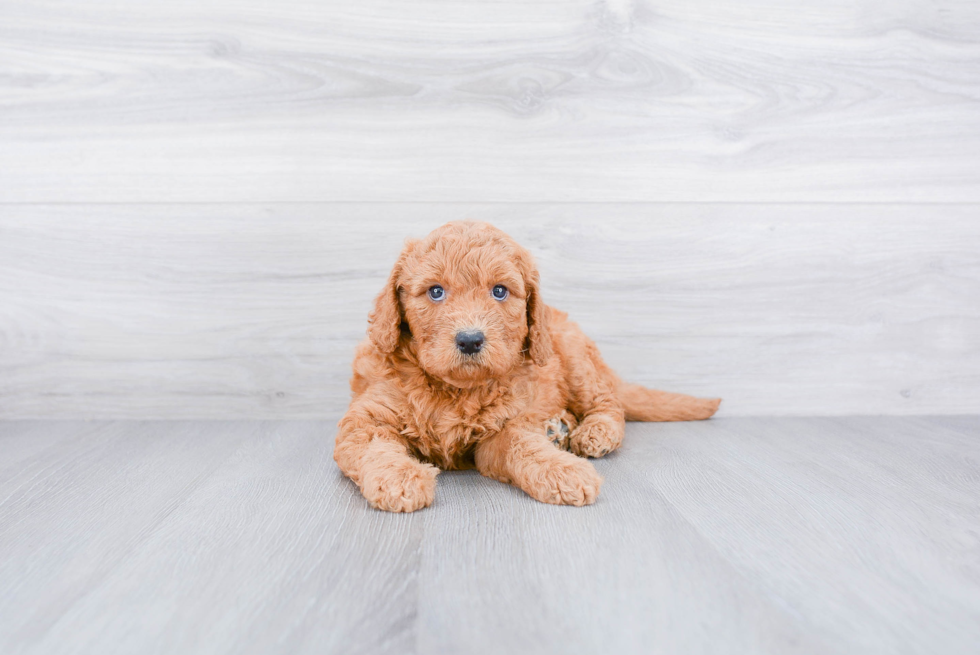 Mini Goldendoodle Puppy for Adoption