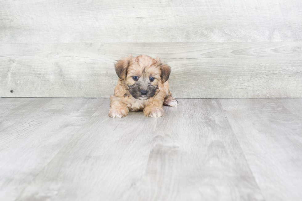 Morkie Pup Being Cute