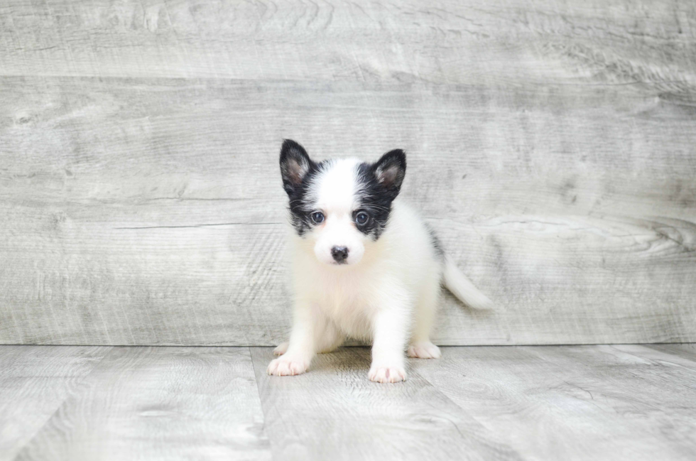 Adorable Mini Husky Designer Puppy