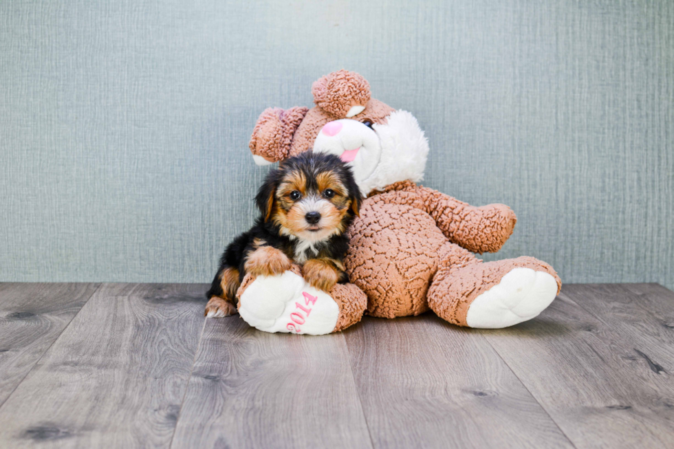 Meet Diddy - our Yorkshire Terrier Puppy Photo 