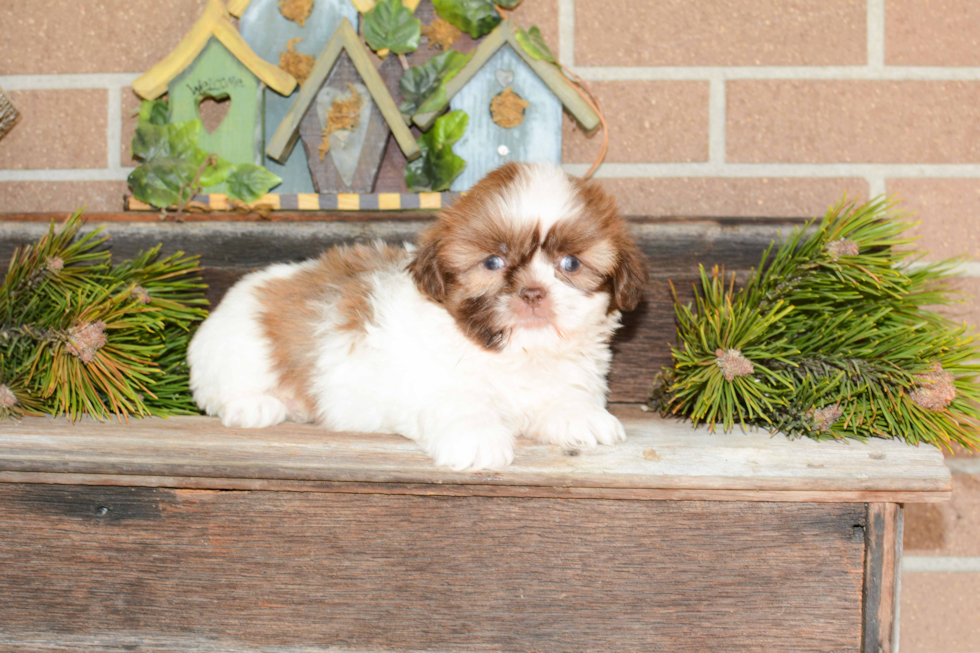 Little Shichon Designer Puppy