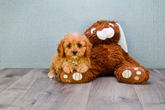 Cavapoo Puppy for Adoption