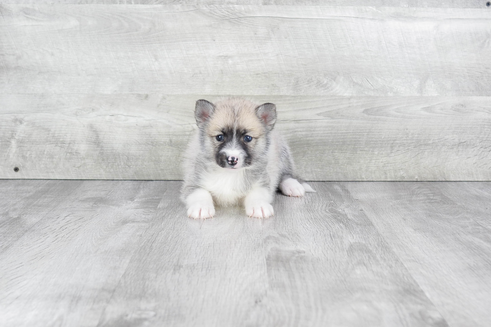 Pomsky Puppy for Adoption