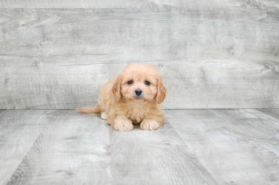 Cavachon Puppy for Adoption