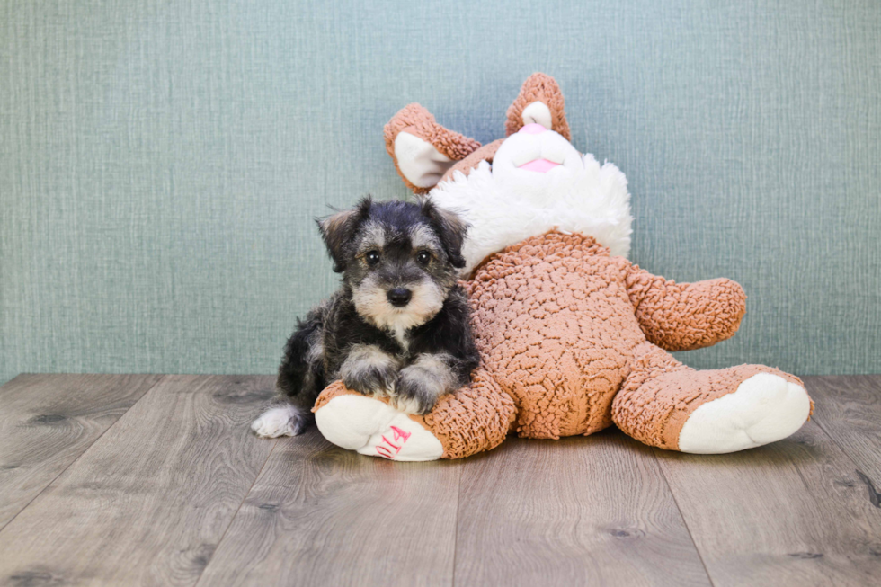 Cute Mini Schnauzer Baby