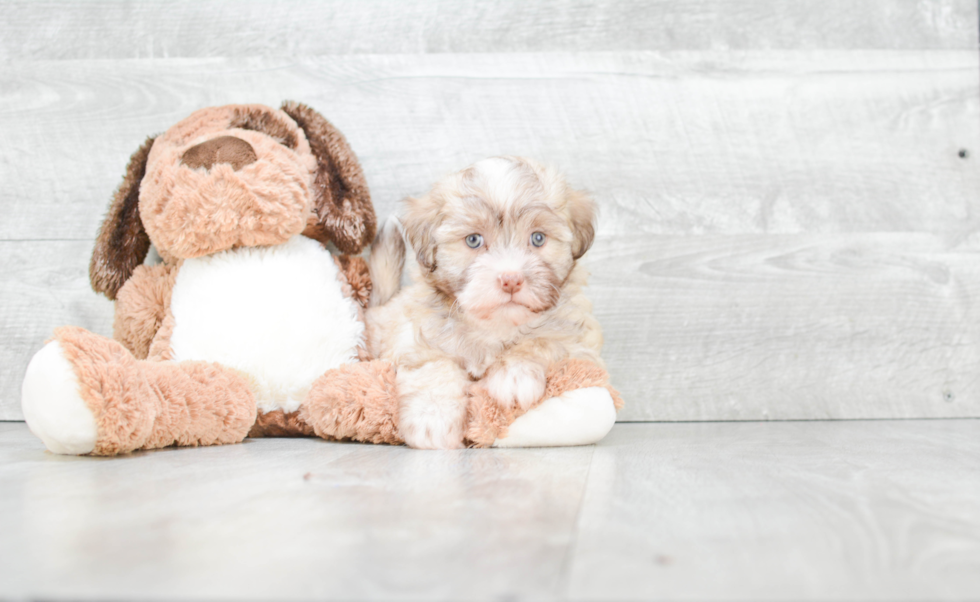 Small Havanese Baby