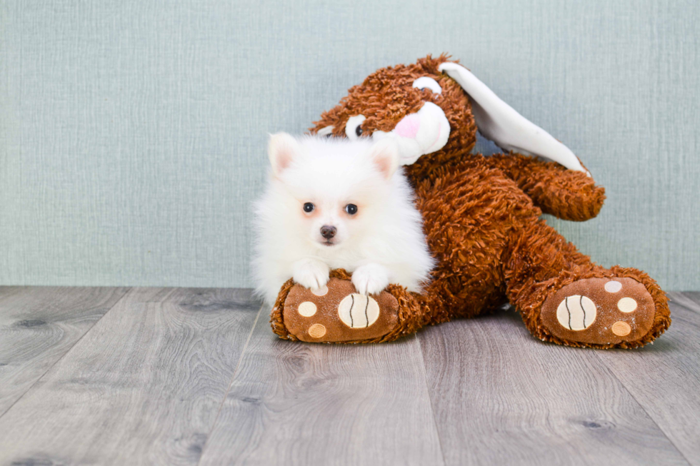 Petite Pomeranian Purebred Puppy