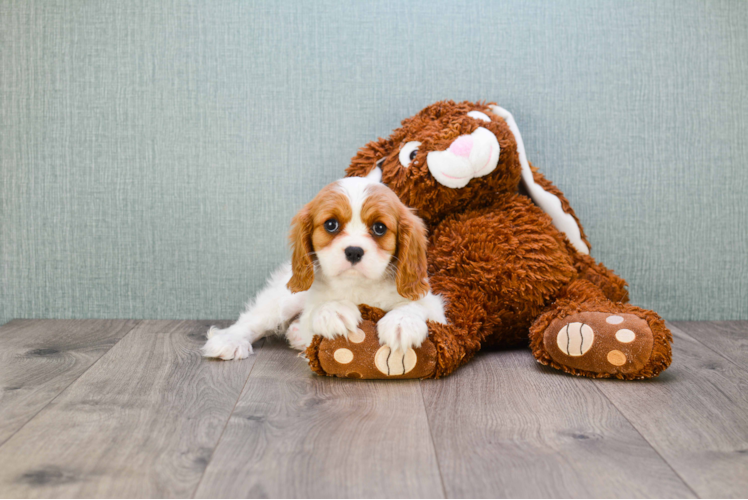 Cavalier King Charles Spaniel Puppy for Adoption