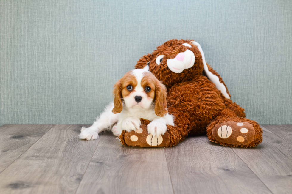 Cavalier King Charles Spaniel Puppy for Adoption