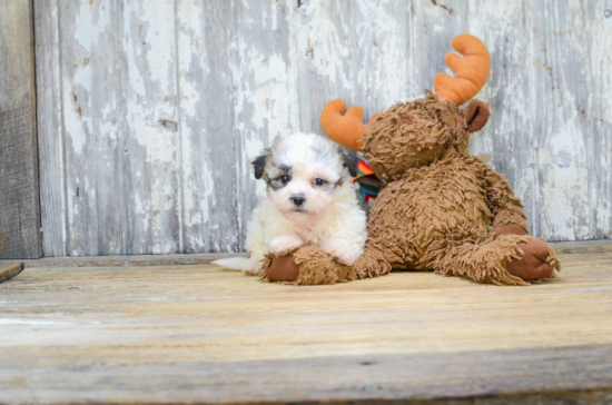 Little Shichon Designer Puppy