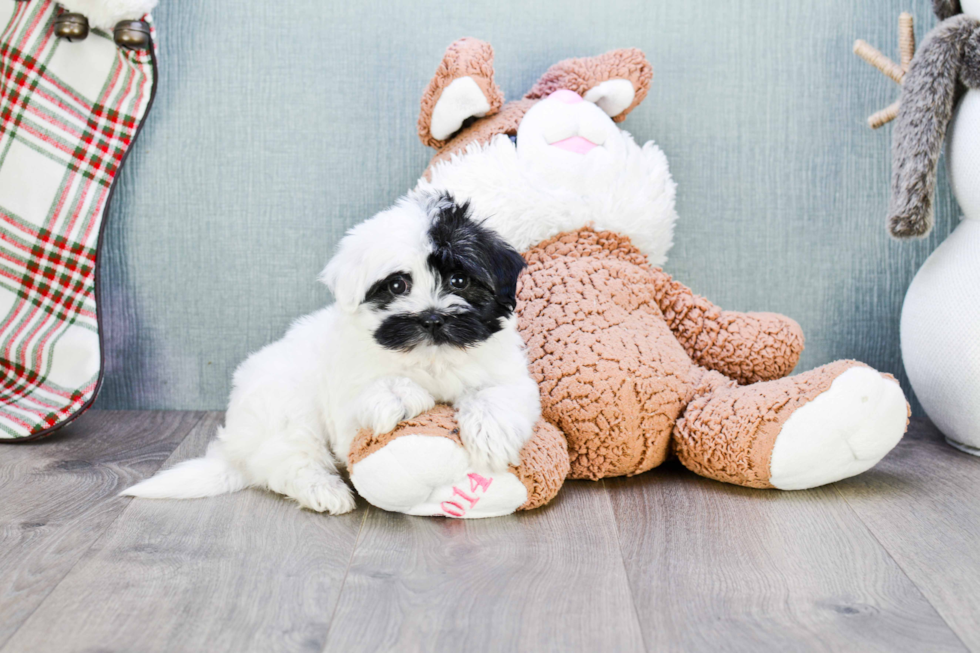 Small Havanese Baby