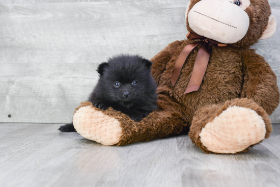 Hypoallergenic Pomeranian Purebred Pup