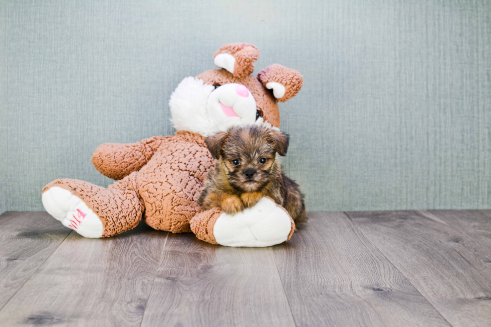 Cute Brussels Griffon Mix Pup