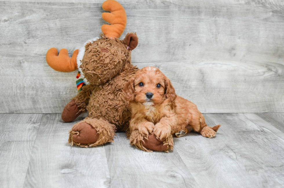 Funny Cavapoo Poodle Mix Pup