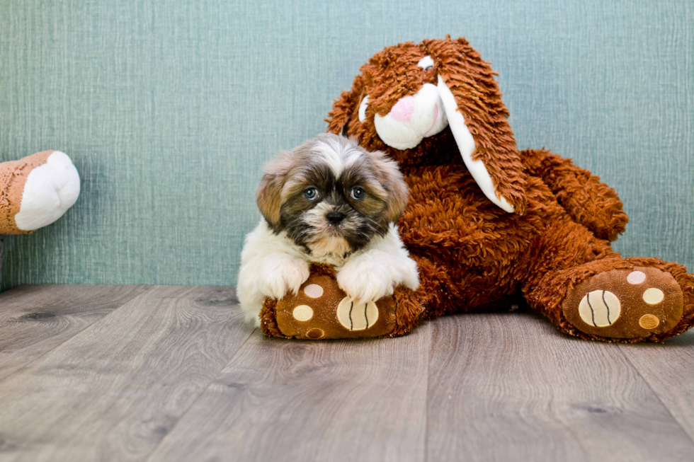 Teddy Bear Pup Being Cute