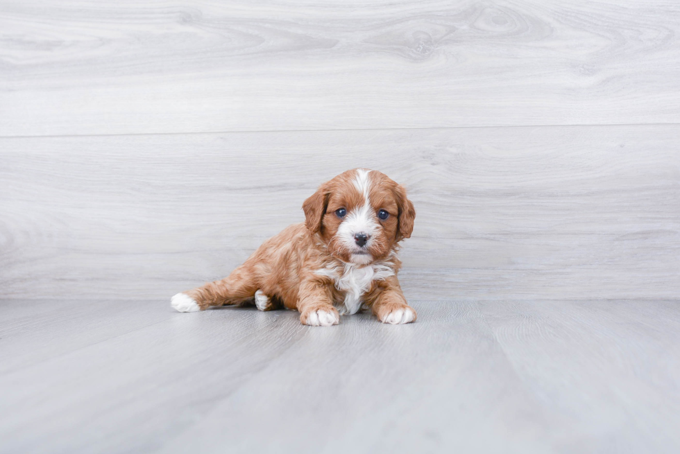 Best Cavapoo Baby