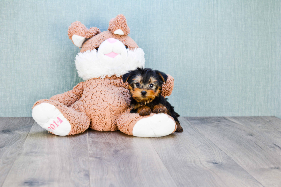 Meet Capone - our Yorkshire Terrier Puppy Photo 