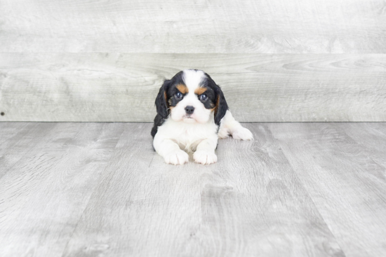 Smart Cavalier King Charles Spaniel Purebred Puppy