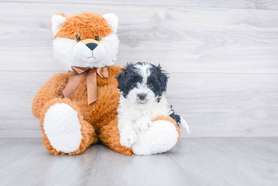 Funny Maltipoo Poodle Mix Pup