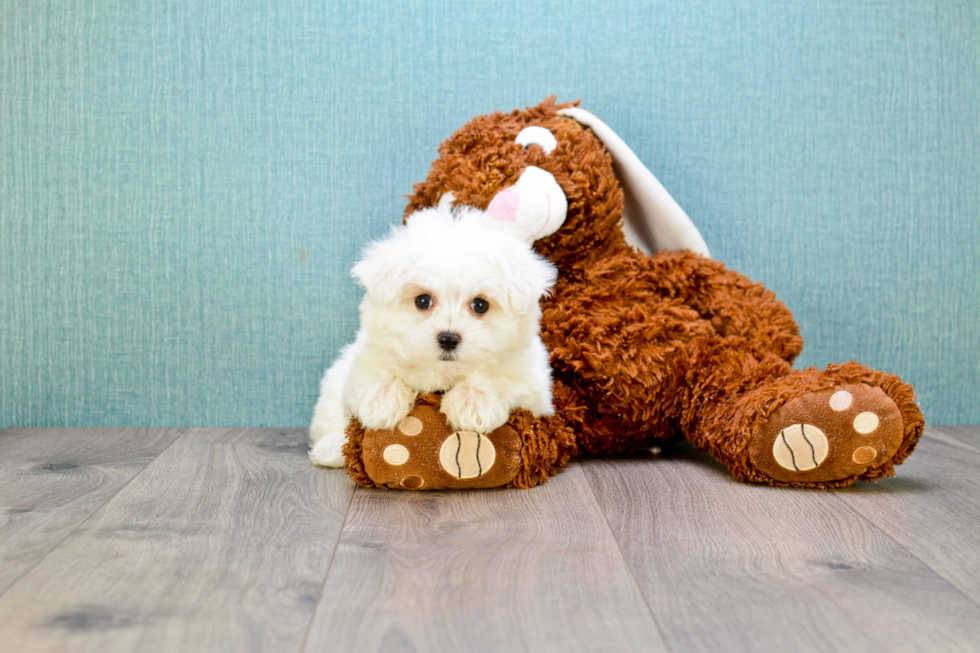 Playful Maltese Purebred Pup