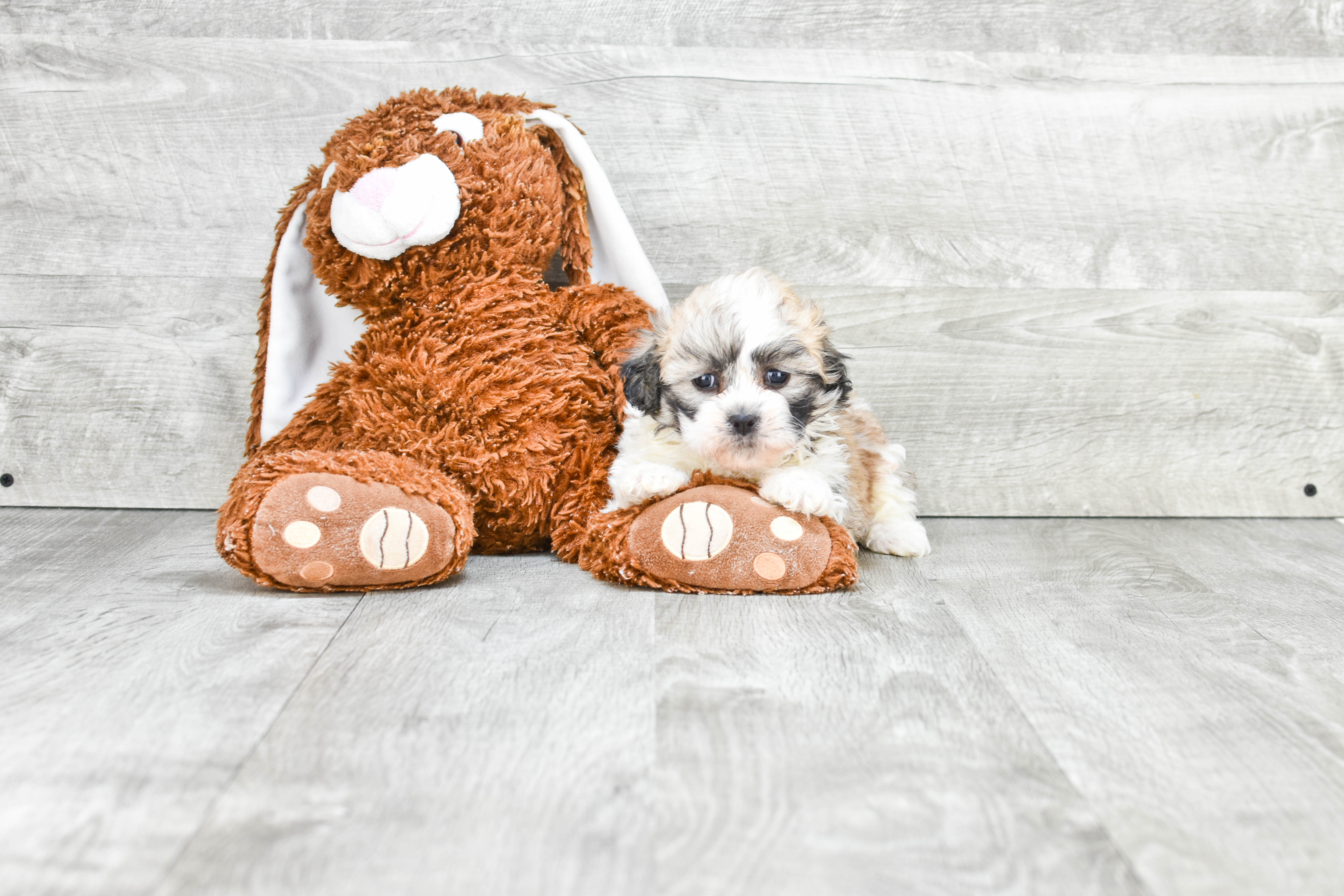 Small Teddy Bear Baby