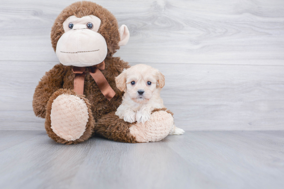 Friendly Cavachon Baby