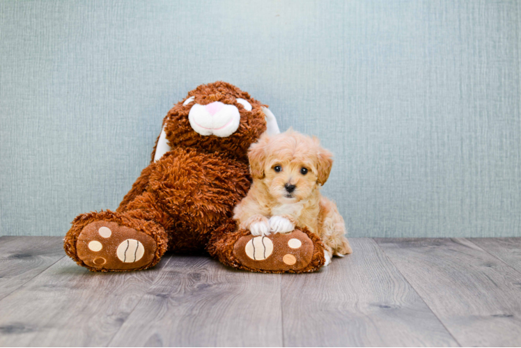 Adorable Cavoodle Poodle Mix Puppy