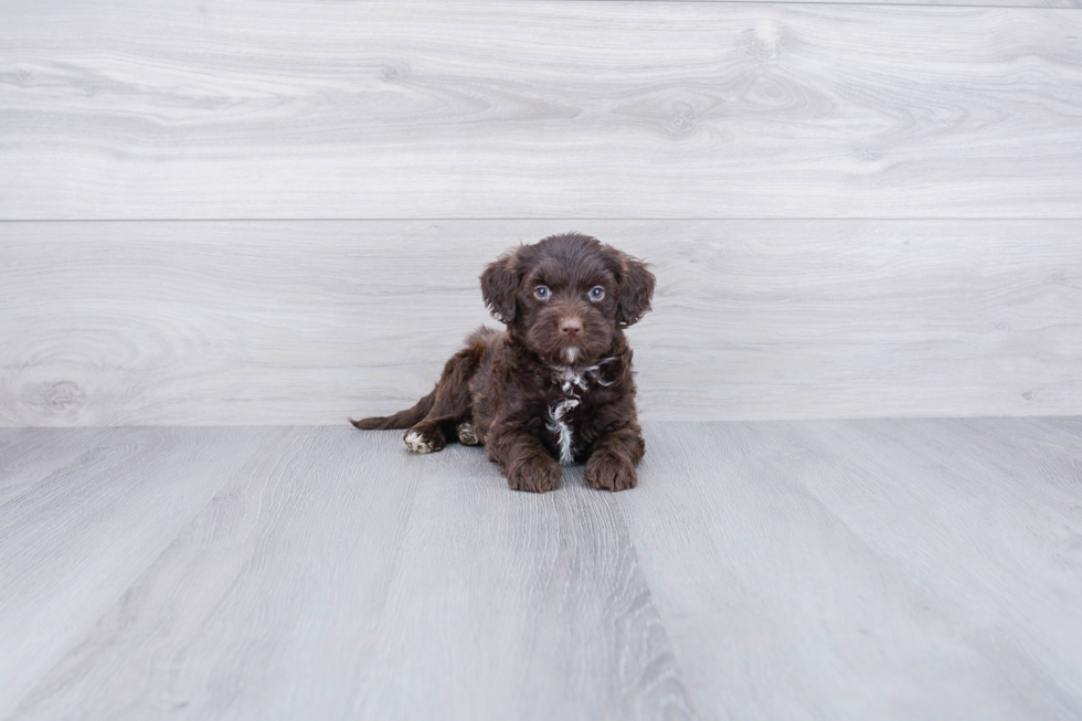 Friendly Mini Labradoodle Baby