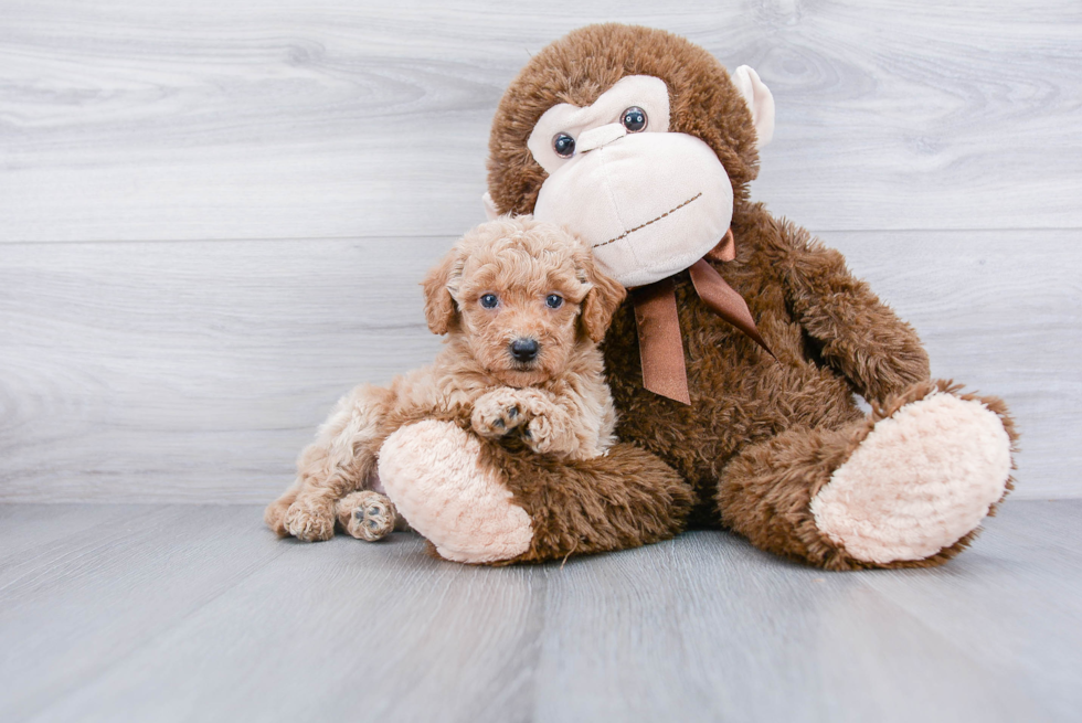 Smart Mini Goldendoodle Poodle Mix Pup