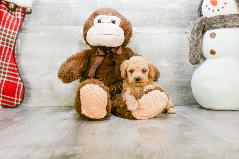 Poodle Pup Being Cute