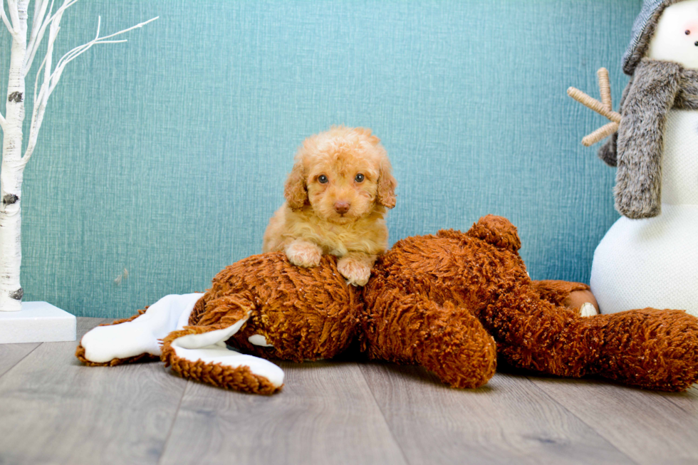 Little Golden Retriever Poodle Mix Puppy