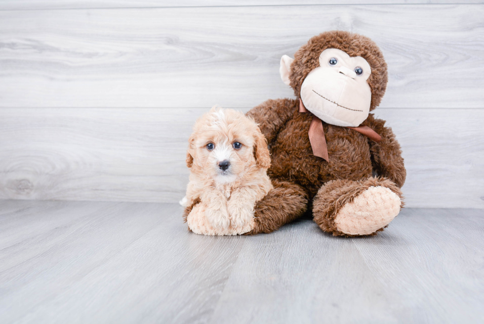 Cavapoo Pup Being Cute