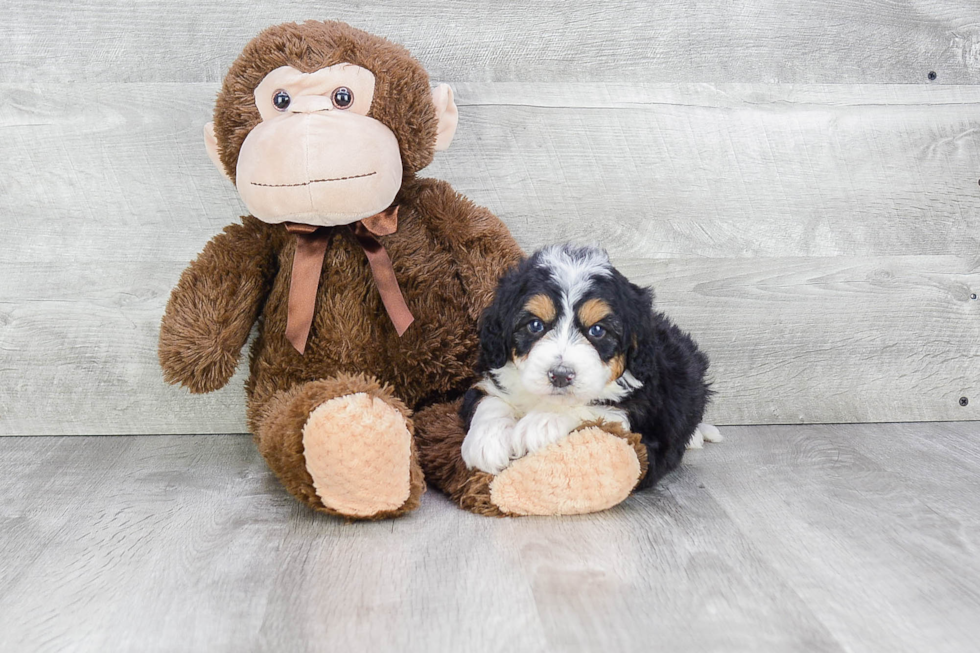 Cute Mini Bernedoodle Baby