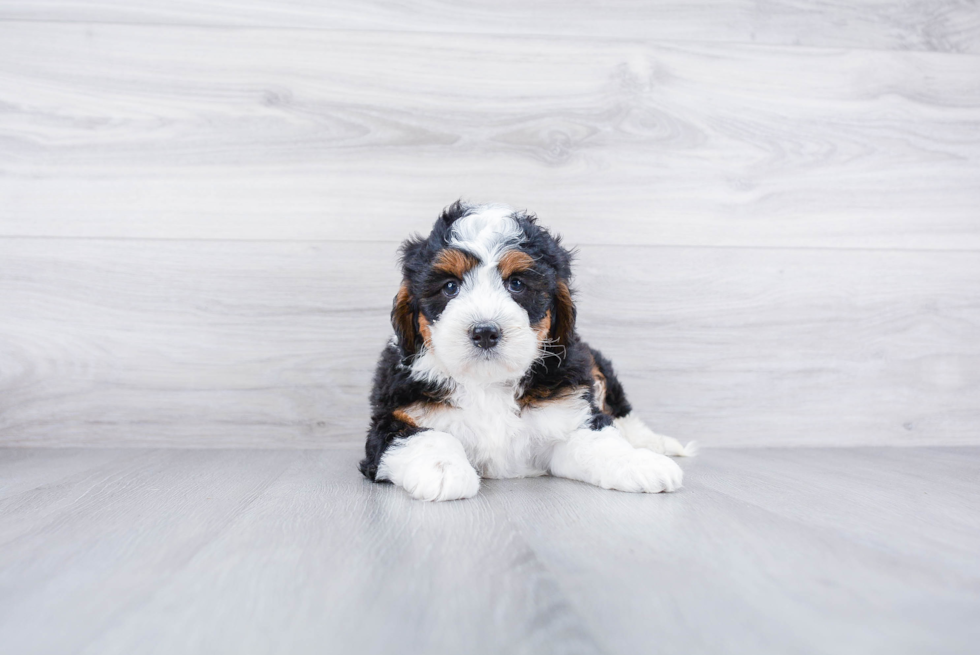 Mini Bernedoodle Pup Being Cute