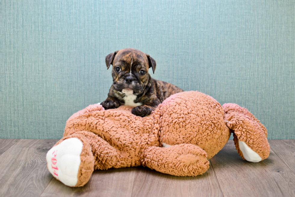 Cute English Bulldog Baby