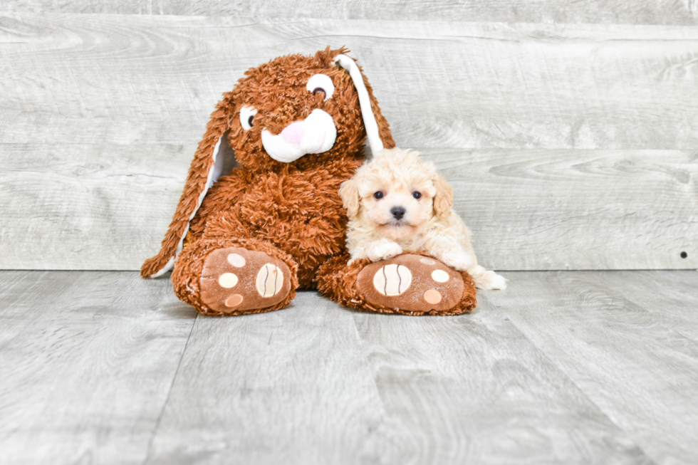 Playful Havanese Purebred Pup