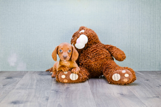 Cute Dachshund Purebred Puppy