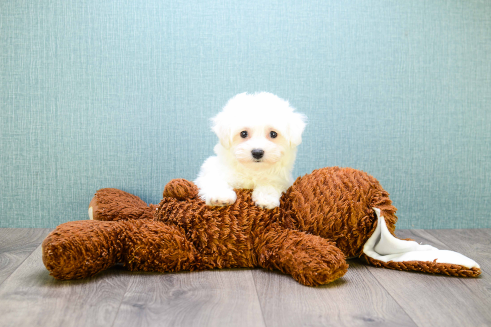 Small Maltipoo Baby