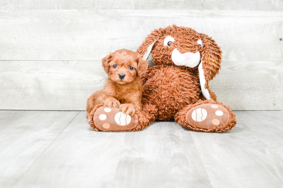 Fluffy Cockapoo Poodle Mix Pup