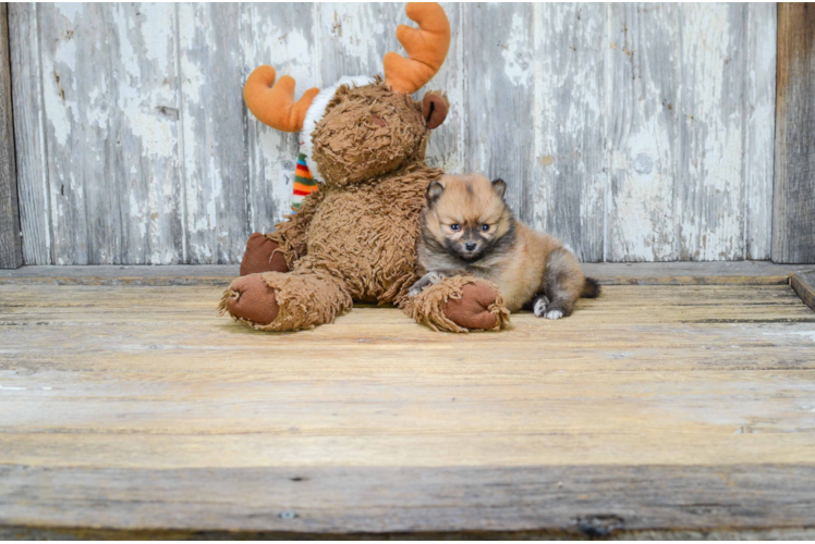 Pomeranian Pup Being Cute