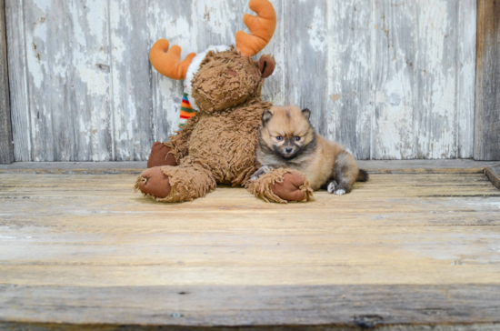 Pomeranian Pup Being Cute