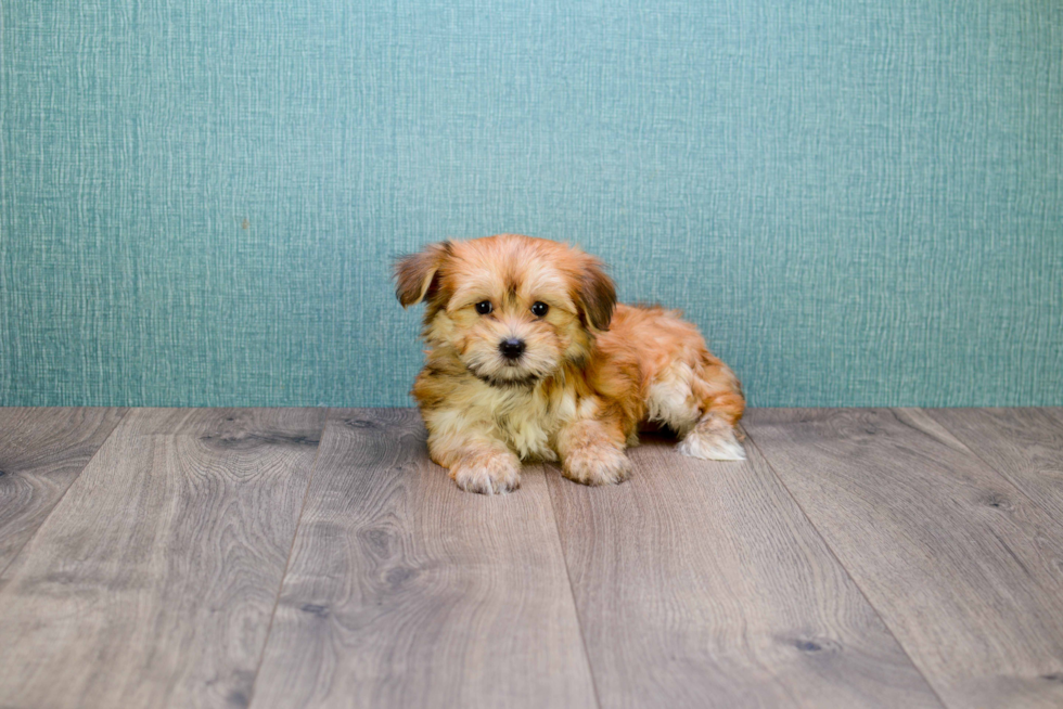Fluffy Morkie Designer Pup
