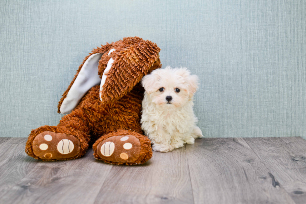 Hypoallergenic Maltepoo Poodle Mix Puppy